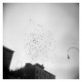 Adam Lanigan. Pigeons in Flight. Holga.