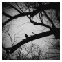 Valerie Steinkoenig. Bird in Tree.